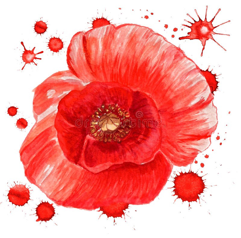 Red poppy flower vector illustration Red poppy flower vector illustration