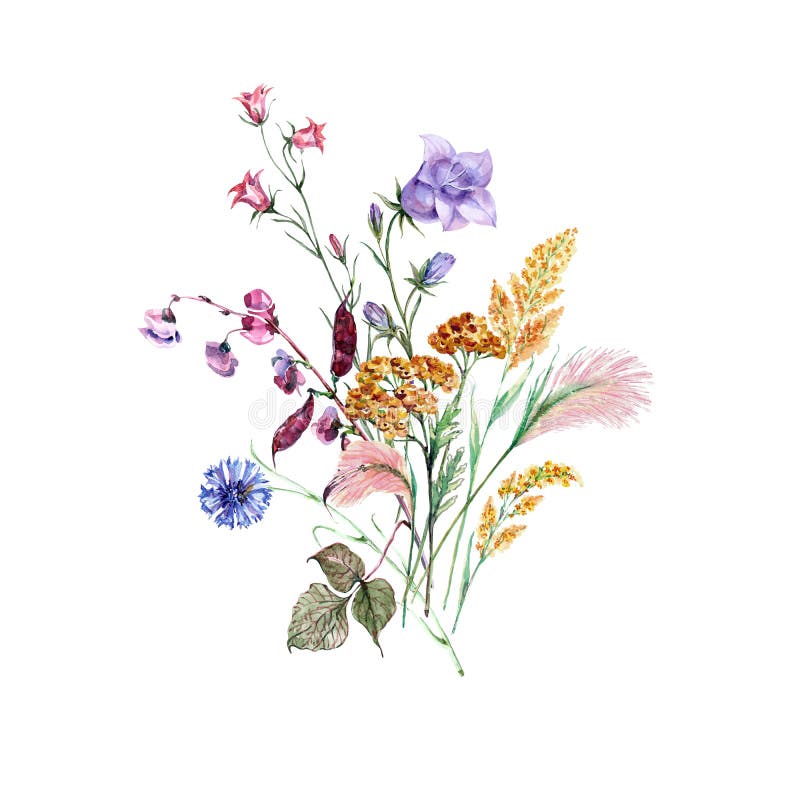 Watercolor bouquet flowers field on a white background. royalty free illustration