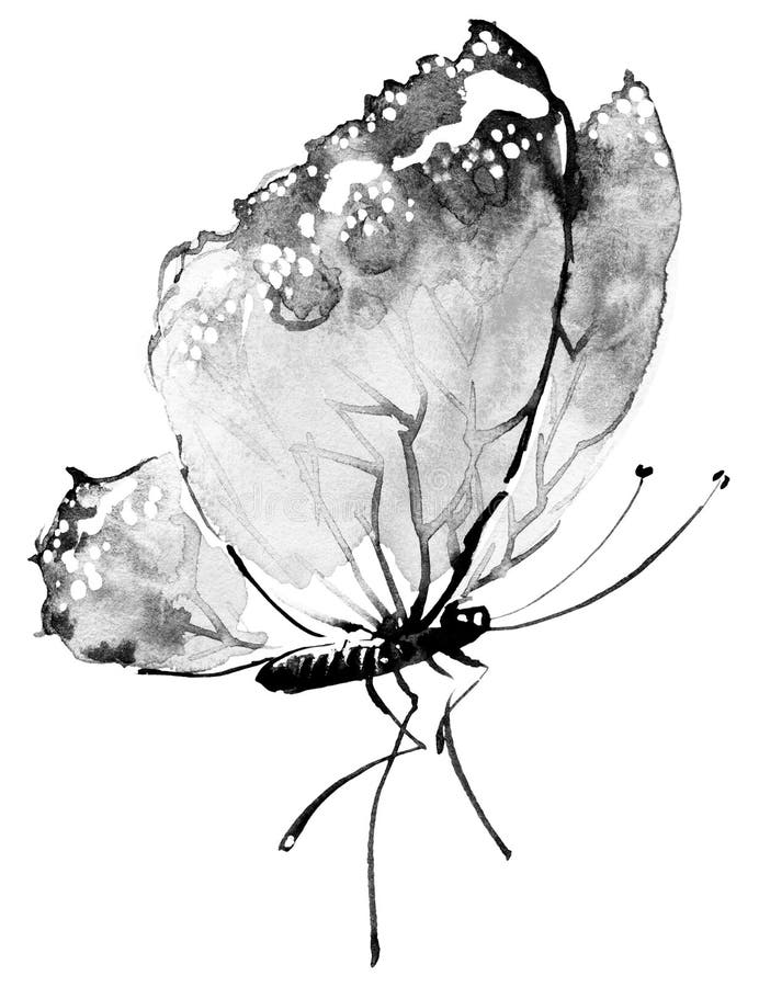 Watercolor and Ink Butterfly Stock Illustration - Illustration of black, butterfly: 141814655 Watercolor and Ink Butterfly Stock Illustration - Illustration of black, butterfly: 141814655