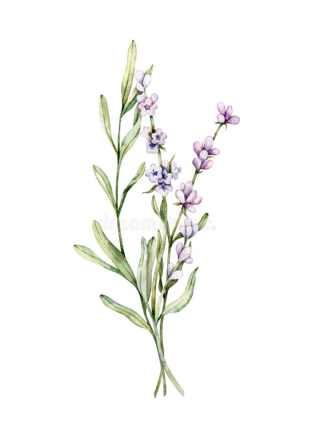 Watercolor Lavender Flowers. Hand Drawn Botanical Illustration of ...