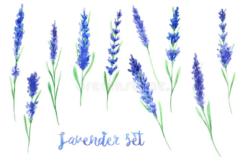 Watercolor lavender flowers set stock illustration Watercolor lavender flowers set stock illustration