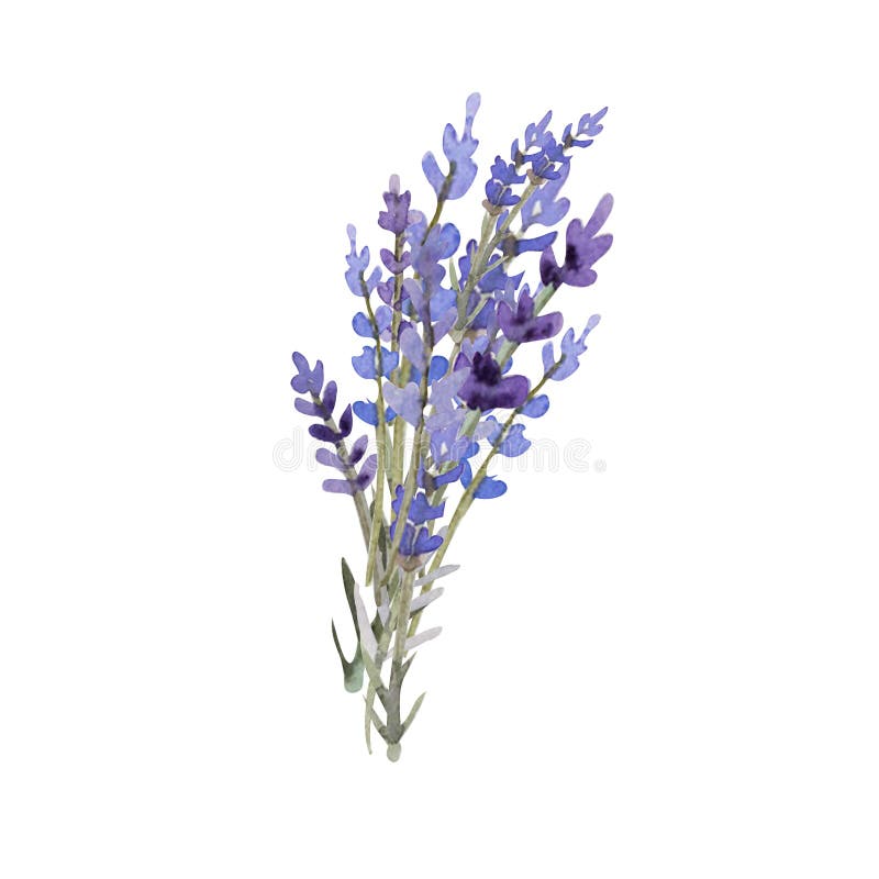 Watercolor Lavender Herbs Bouquet Stock Illustration - Illustration of ...