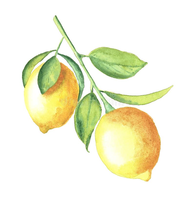 Lemon Branch with Fruit and Leaves. Watercolor Hand Drawn Vertical ...