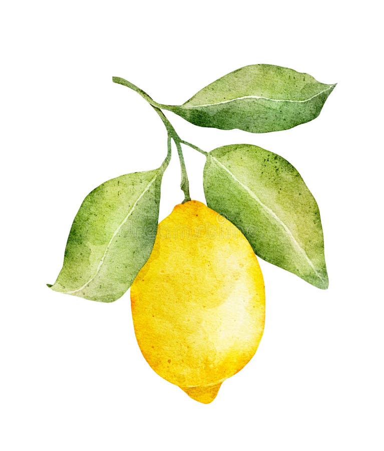 Watercolor Lemon Isolated on White Background Stock Illustration ...