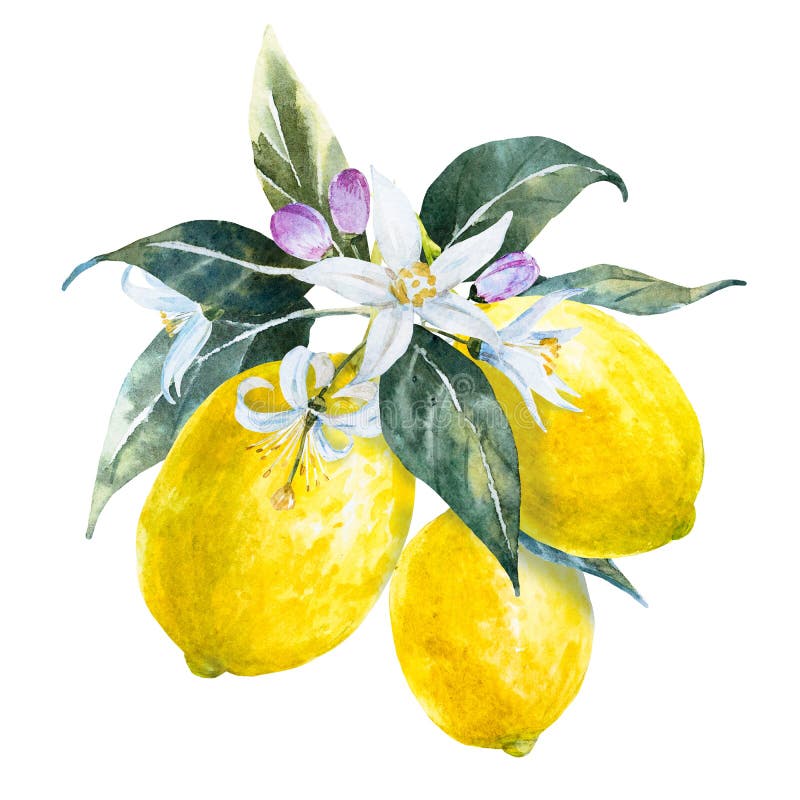 Watercolor Lemons with Flowers Stock Illustration - Illustration of ...