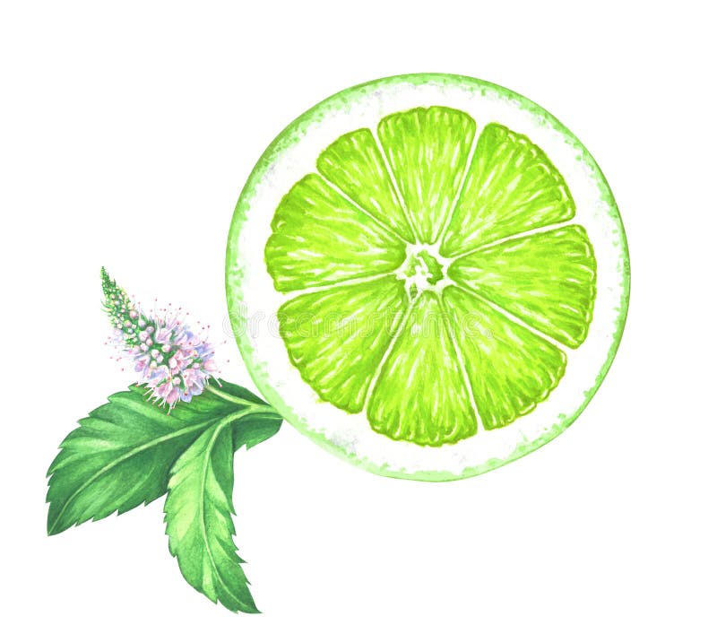 Рисунок лайм в разрезе