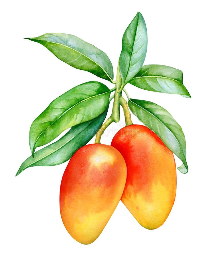 Mango tree painting hi-res stock photography and images - Alamy