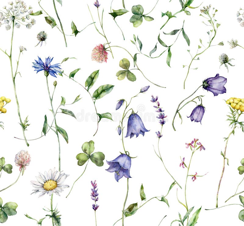 Watercolor meadow flowers seamless pattern of chamomile, cornflower, campanula and lavender. Hand painted floral