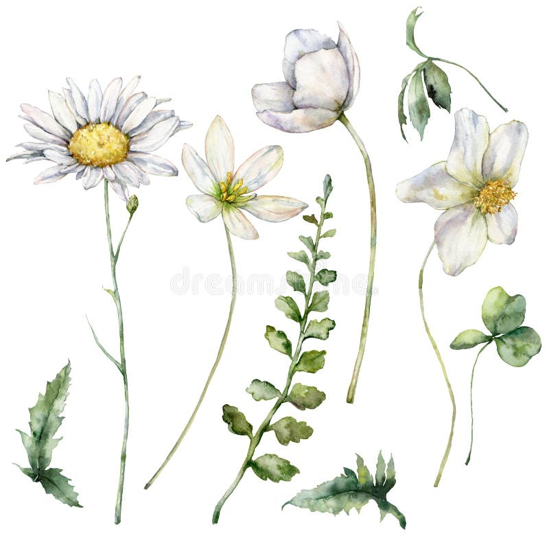 Watercolor meadow flowers set of chamomile, buttercup, geranium and clover. Hand painted floral illustration isolated on