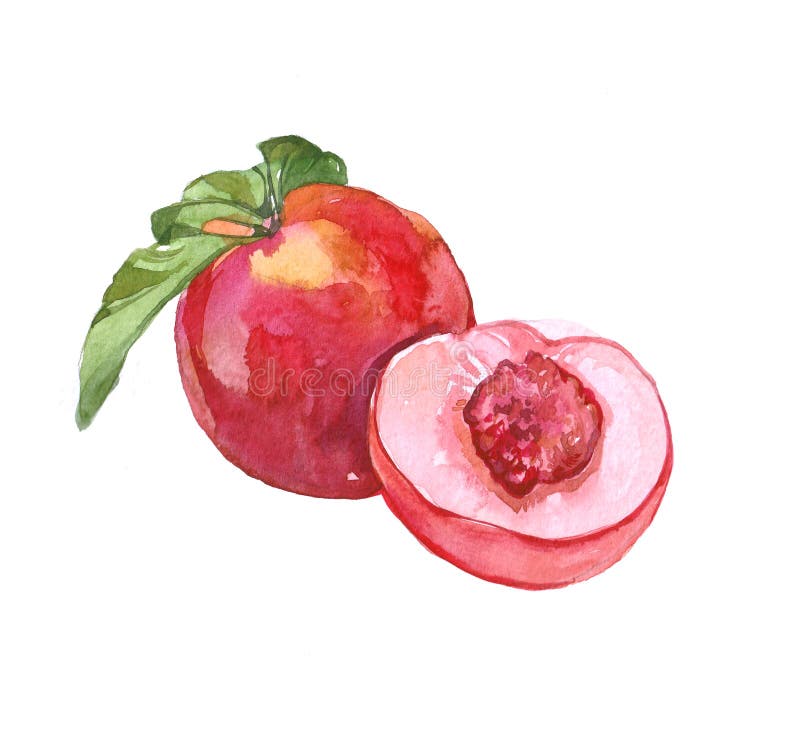 Nectarine Stock Illustrations 2,453 Nectarine Stock Illustrations