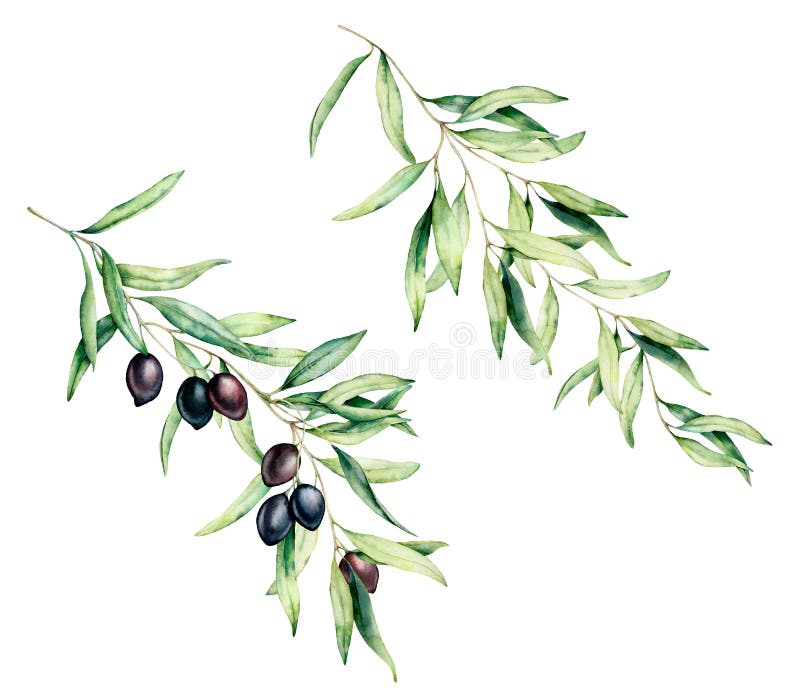 Watercolor olive tree branch set with black olives and leaves. Hand painted floral illustration isolated on white