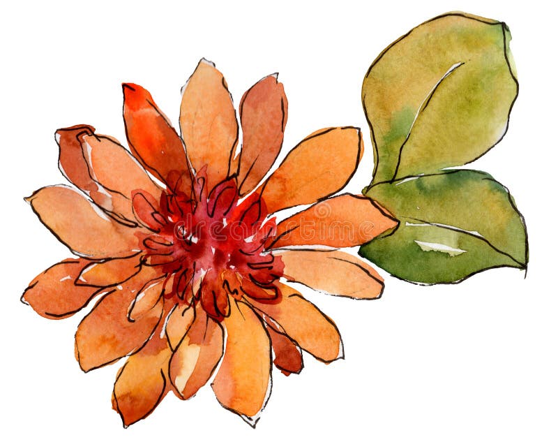 Watercolor orange african daisy flower. Floral botanical flower. Isolated illustration element.