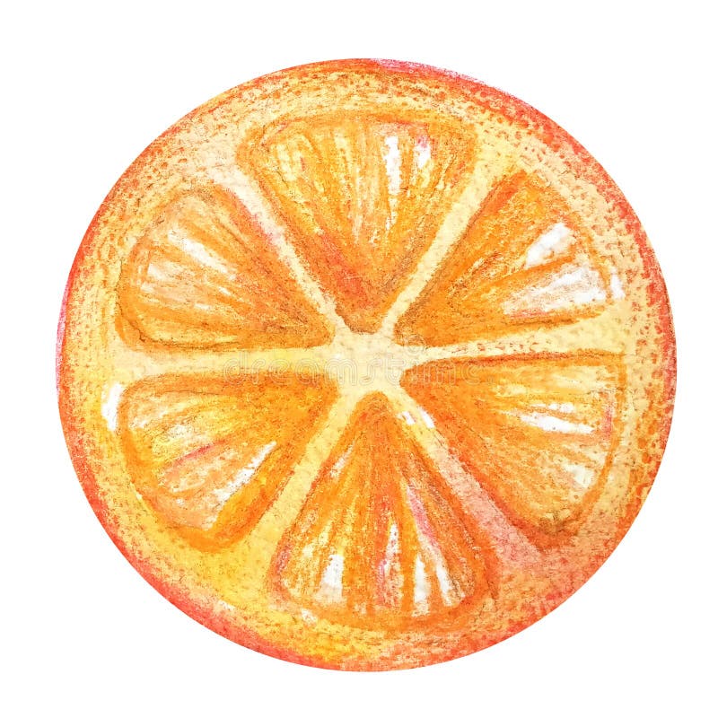 Watercolor orange or grapefruit round cut watercolor painted isolated on white background.