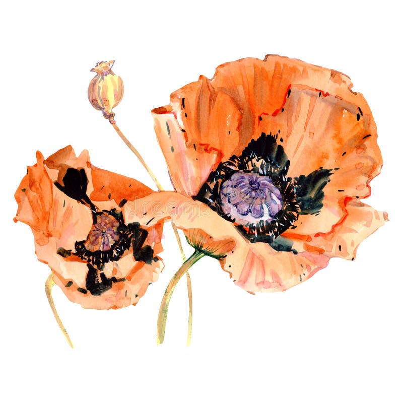 Watercolor orange poppy flower. Floral botanical flower. Isolated illustration element.