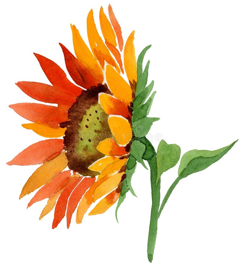 Watercolor orange sunflower flower. Floral botanical flower. Isolated illustration element.