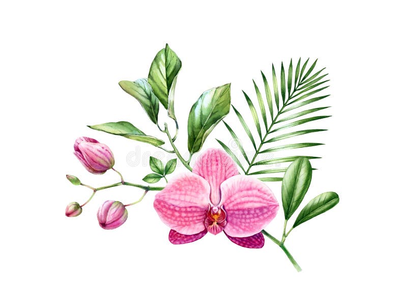 Watercolor Orchid bouquet. Branch of exotic pink flower in blossom. Floral arrangement with palm leaves. Colourful royalty free illustration Watercolor Orchid bouquet. Branch of exotic pink flower in blossom. Floral arrangement with palm leaves. Colourful royalty free illustration