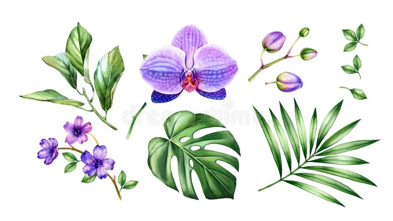 Watercolor Orchid plant set. Big purple flowers, palm, monstera leaves. Hand painted floral tropical collection. Botanical illustrations with exotic plants isolated on white. High quality illustration