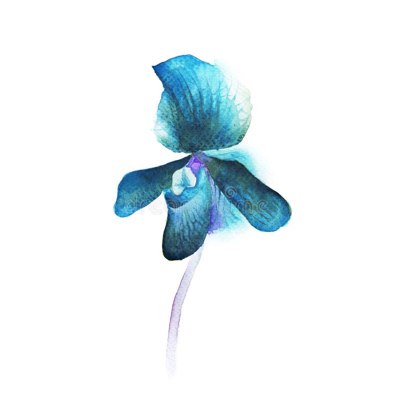 Watercolor orchid