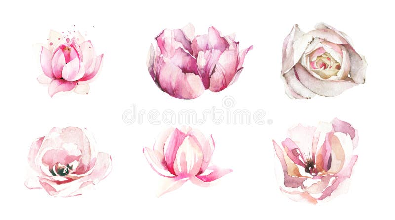 Watercolor painted floral set of light pink, purple, white rose, peony, lotus isolated flowers. Artistic collection.