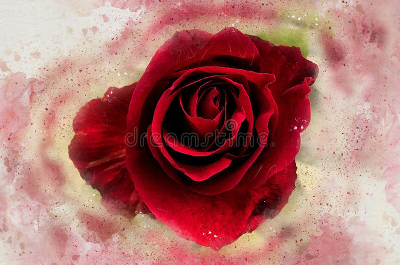 Watercolor Painted Red Rose Stock Vector - Illustration of vintage ...