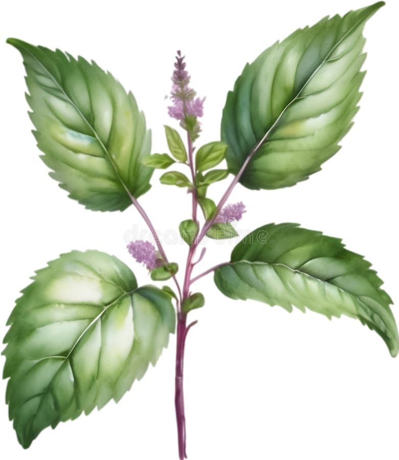 Tulsi Botanical Drawing Stock Illustrations – 37 Tulsi Botanical Drawing  Stock Illustrations, Vectors & Clipart - Dreamstime