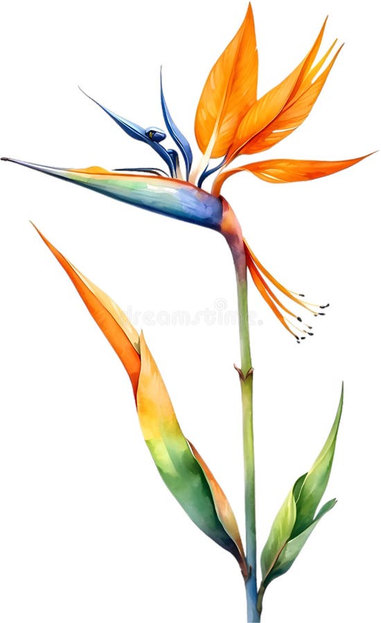 Watercolor painting of Bird-of-Paradise flower. Close-up of a watercolor painting of a Bird-of-Paradise flower. Ai-Generated. Watercolor painting of Bird-of-Paradise flower. Close-up of a watercolor painting of a Bird-of-Paradise flower. Ai-Generated