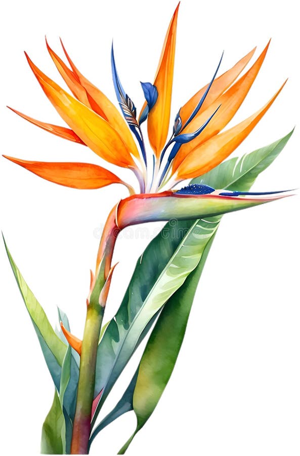 Watercolor painting of Bird-of-Paradise flower. Close-up of a watercolor painting of a Bird-of-Paradise flower. Ai-Generated. Watercolor painting of Bird-of-Paradise flower. Close-up of a watercolor painting of a Bird-of-Paradise flower. Ai-Generated