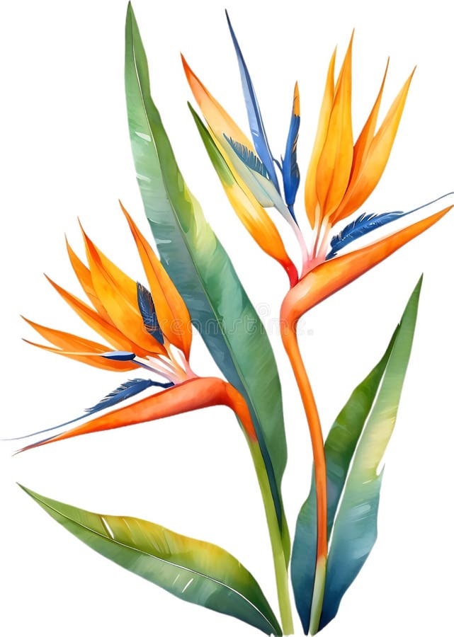 Watercolor painting of Bird-of-Paradise flower. Close-up of a watercolor painting of a Bird-of-Paradise flower. Ai-Generated. Watercolor painting of Bird-of-Paradise flower. Close-up of a watercolor painting of a Bird-of-Paradise flower. Ai-Generated