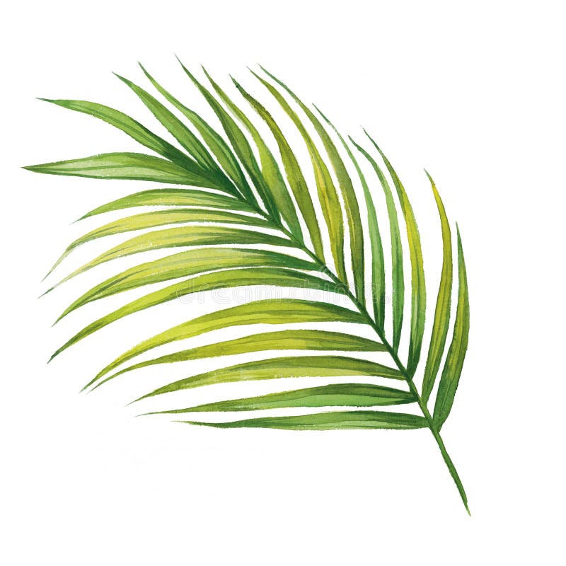 Watercolor painting coconut,palm leaf,green leaves isolated on white background.Watercolor hand painted illustration tropical