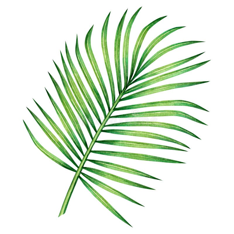 Watercolor painting coconut,palm leaf,green leaves isolated on white background.Watercolor hand painted illustration tropical exot