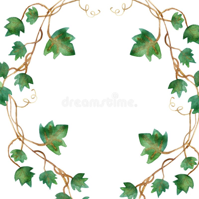 Ivy leaves. Watercolor painting of young ivy branches isolated on white  vector illustration