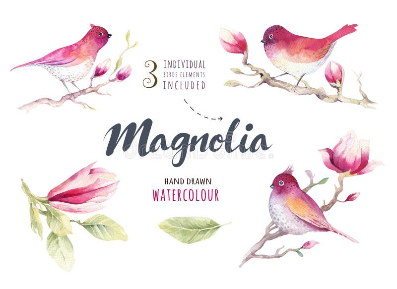 Watercolor Painting Magnolia blossom flower and bird wallpaper d vector illustration Watercolor Painting Magnolia blossom flower and bird wallpaper d vector illustration