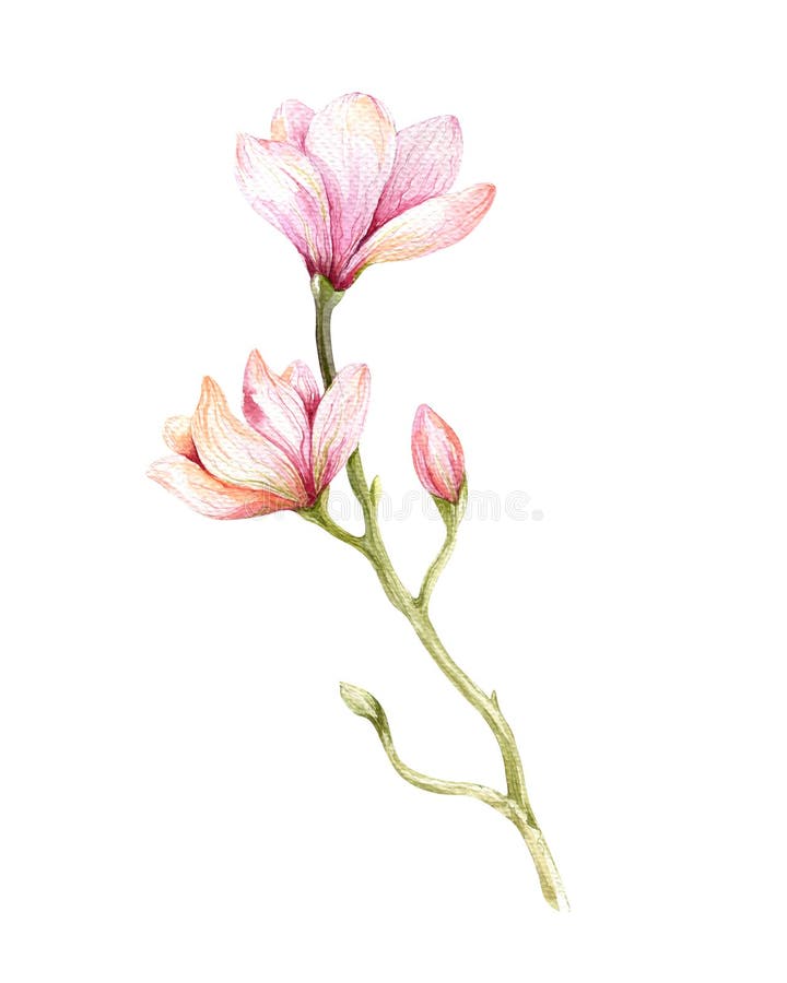 Watercolor Painting Magnolia blossom flower wallpaper decoration art. Hand drawn isolated closeup tree floral illustration. Decorative natural flowers element. Vintage art watecolour background.