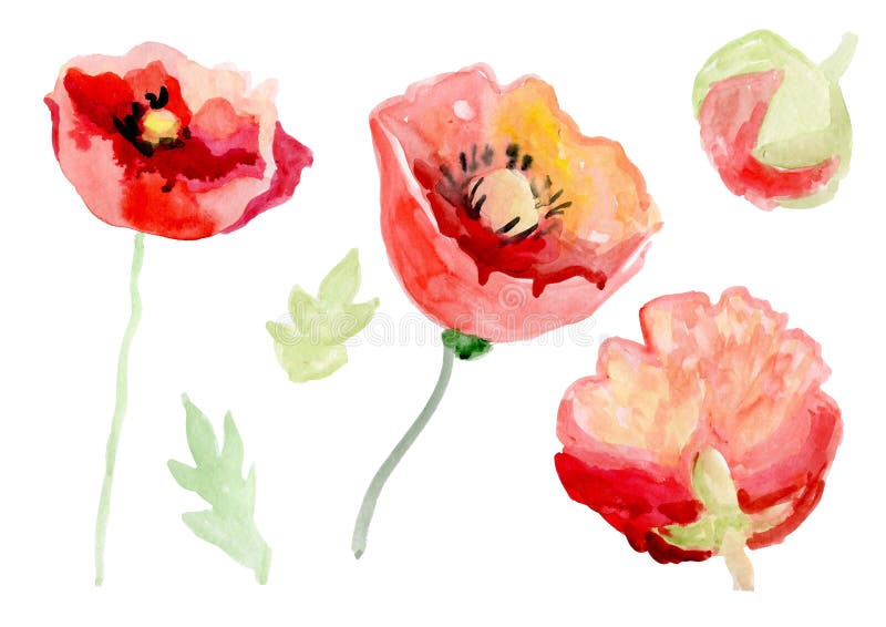 Watercolor Painting Poppy Flower. Isolated Flowers on White Background ...