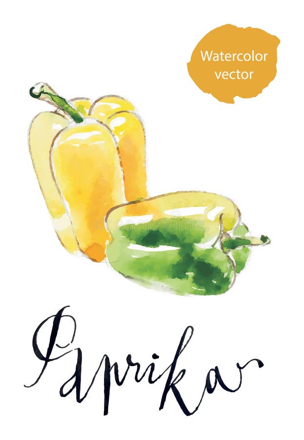 Watercolor paprika stock illustration Watercolor paprika stock illustration