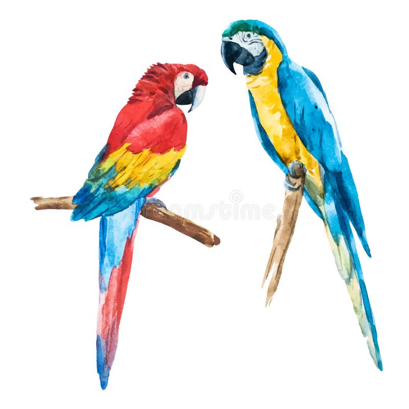 Watercolor parrot royalty free illustration Watercolor parrot royalty free illustration