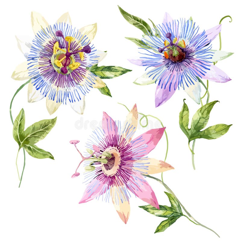 Watercolor passion flower stock illustration