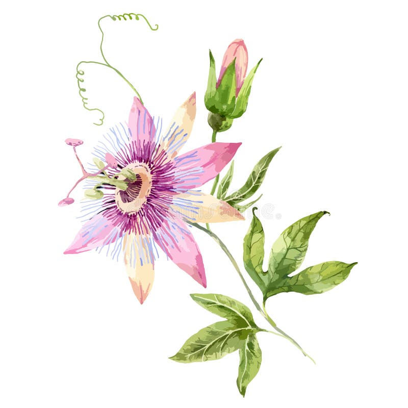 Watercolor passion flower stock illustration