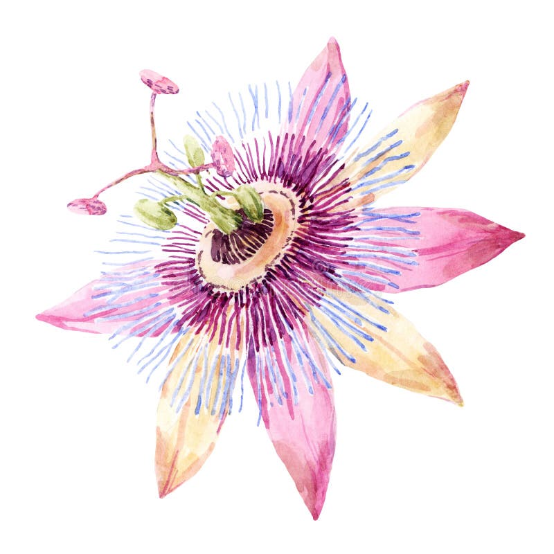 Watercolor passion flower stock illustration