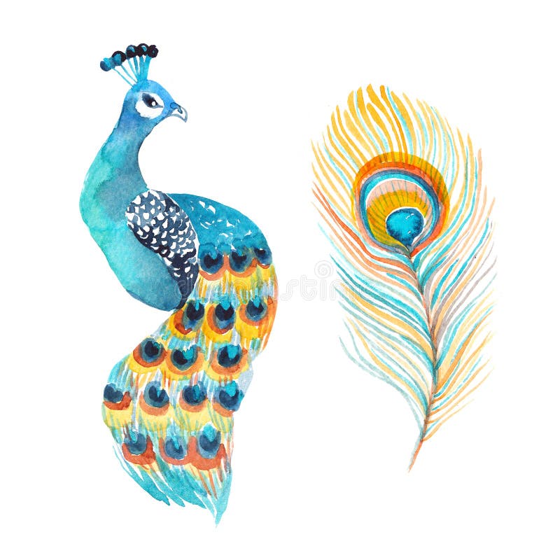 Watercolor peacock και φτερό που απομονώνεται στο λευκό απεικόνιση αποθεμάτων Watercolor peacock και φτερό που απομονώνεται στο λευκό απεικόνιση αποθεμάτων