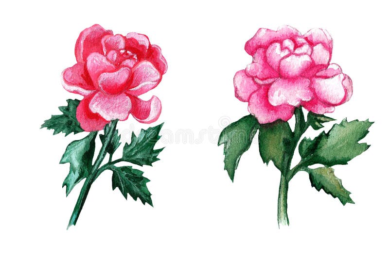 Watercolor Peony Flower Isolated on White Background Stock Illustration -  Illustration of collection, detail: 188406480