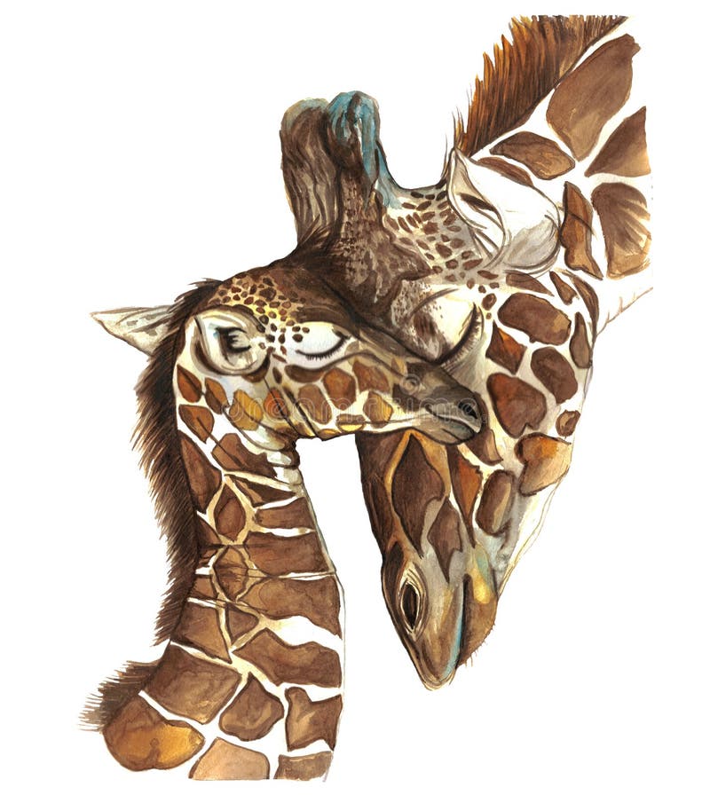 Watercolor picture animal mammals living in Africa giraffes, mother and child, female giraffe and cub, portrait o stock illustration Watercolor picture animal mammals living in Africa giraffes, mother and child, female giraffe and cub, portrait o stock illustration