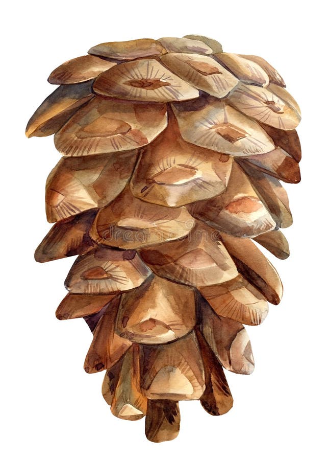 Watercolor pine cone on white background, botanical illustration, vintage drawing royalty free stock photos