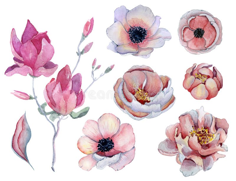 Watercolor pink and purple peonies and anemone flowers set vector illustration Watercolor pink and purple peonies and anemone flowers set vector illustration