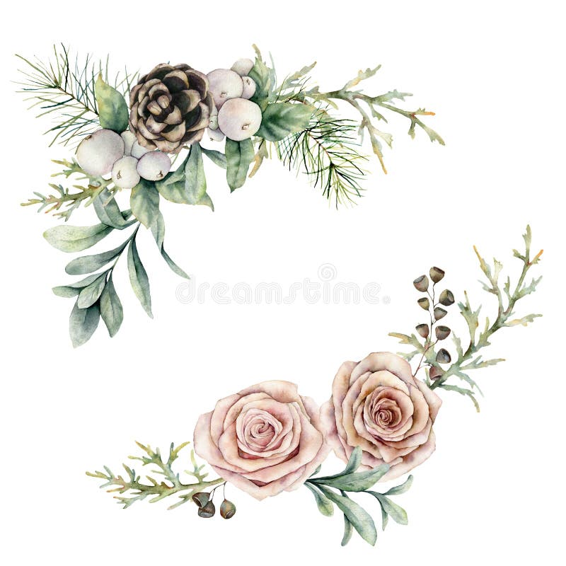 Watercolor pink roses and pine cone composition. Hand painted floral vintage flowers, seeds and snowberries isolated on royalty free stock images