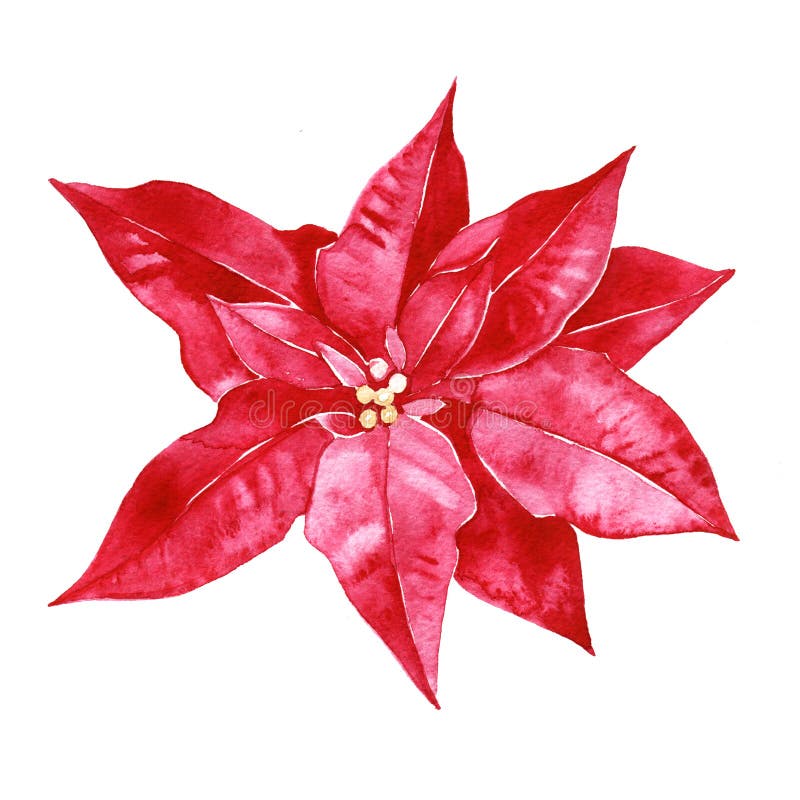 Watercolor poinsettia. Hand painted christmas flower illustration isolated on white background. Botanical illustration for design, print or background