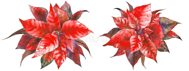 Christmas Star Poinsettia flowers. Hand painted watercolor illustration isolated on white. Christmas Star Poinsettia flowers. Hand painted watercolor illustration isolated on white.