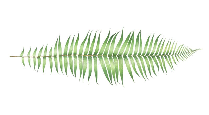 Watercolor polystichum munitum fern isolated on white background. royalty free stock photos Watercolor polystichum munitum fern isolated on white background. royalty free stock photos