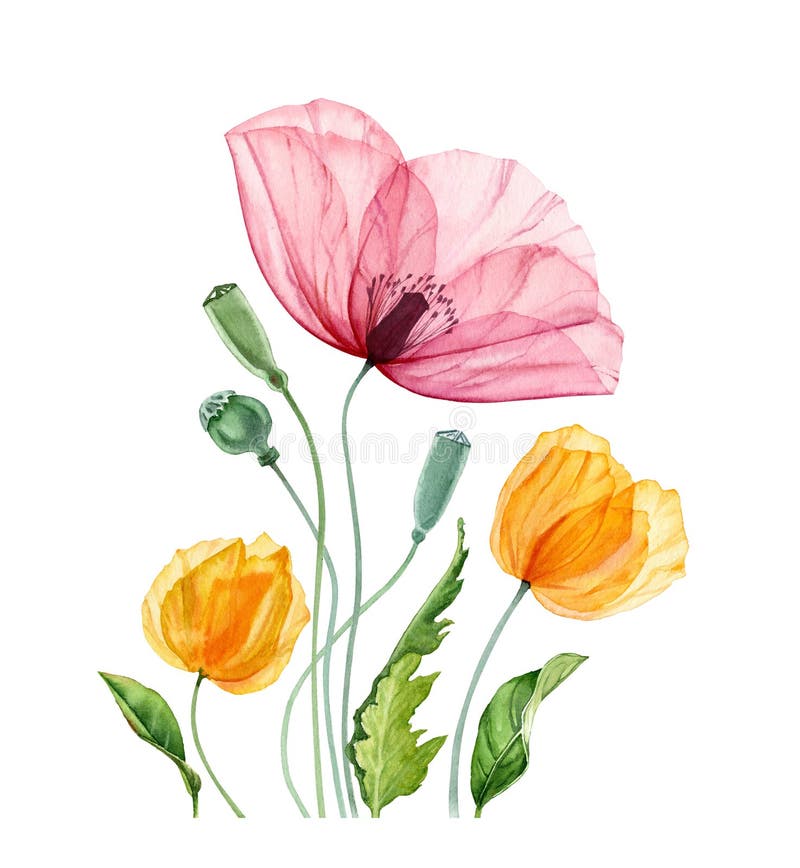 Watercolor Poppy Bouquet. Two Red Flowers with Leaves Isolated on White ...