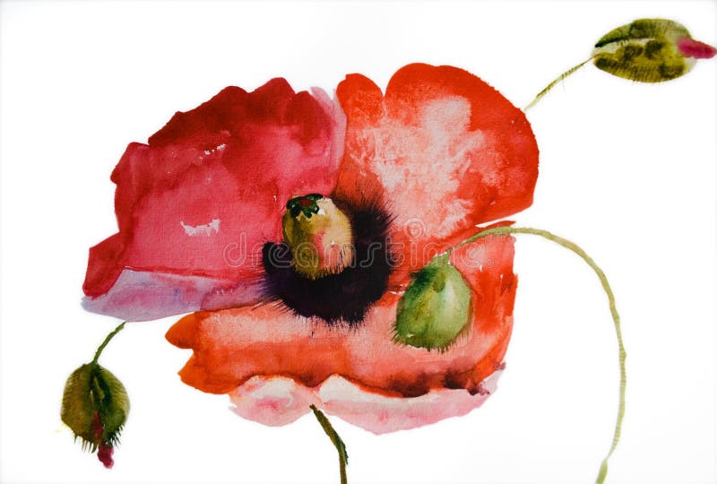 Watercolor Poppy flower